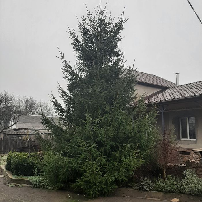 Красуня ялинка..