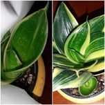 S.hahnii Flaming