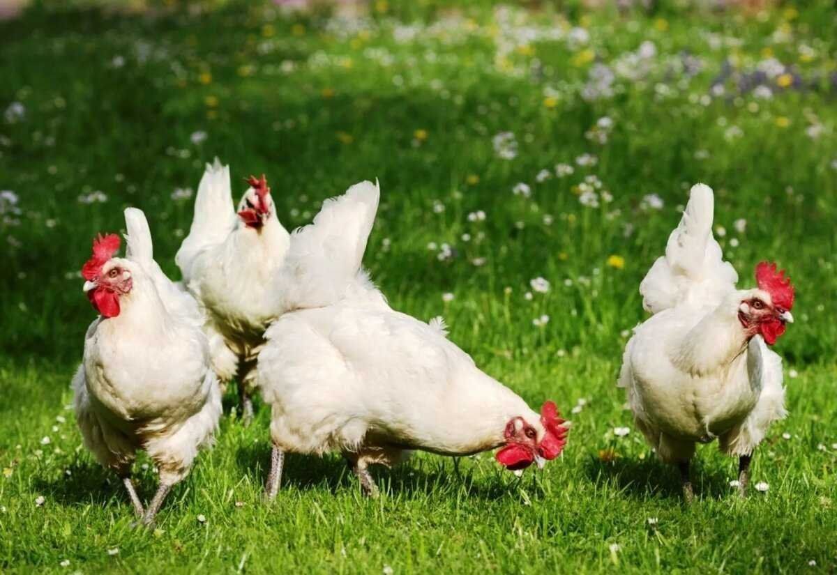 Інкубаційне яйце хайсекс вайт