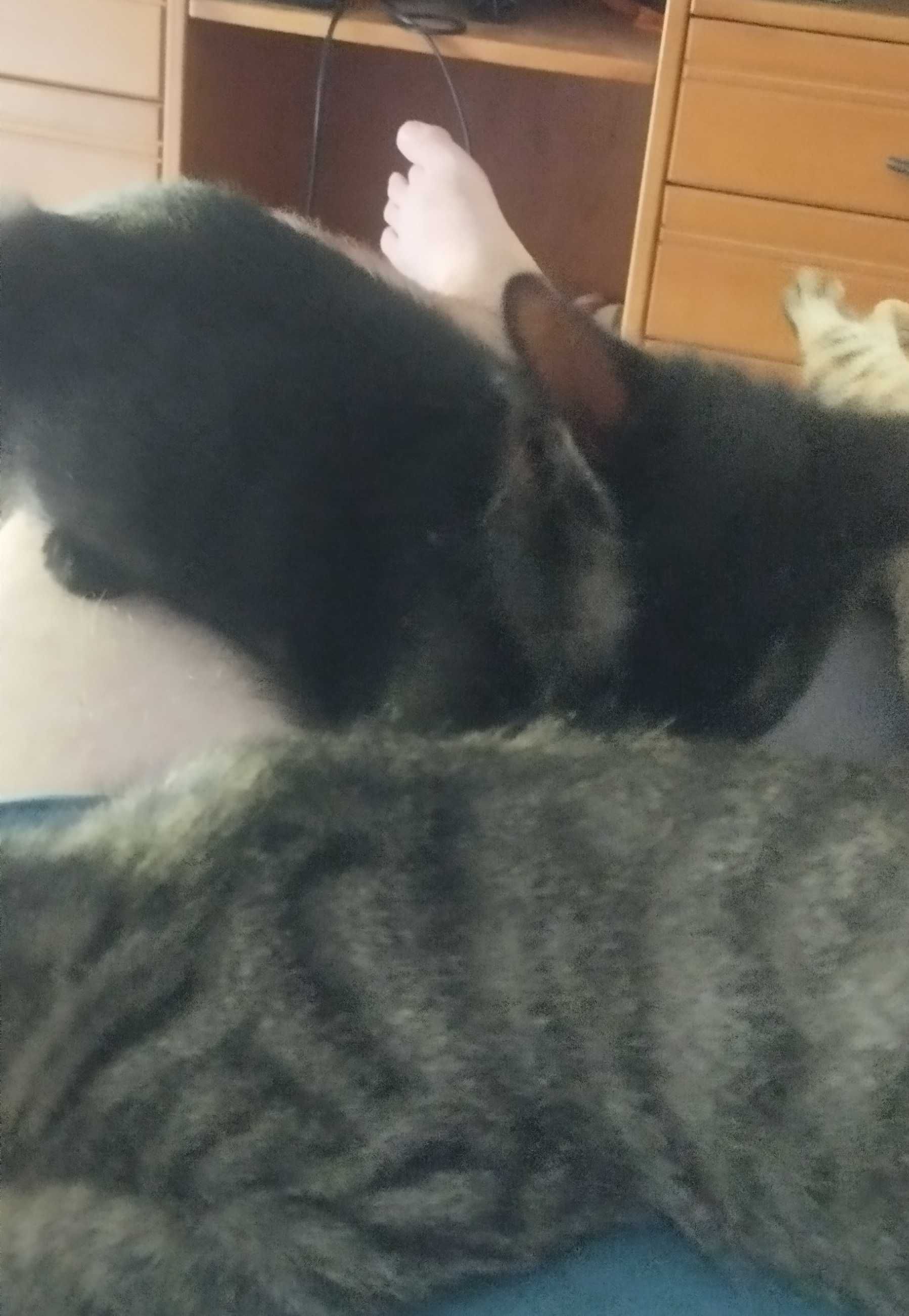 Gatinhos bebés para adoção