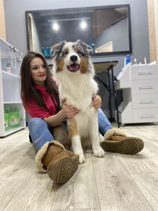 Стрижка собак  . УЗ чистка зубов.Центр города