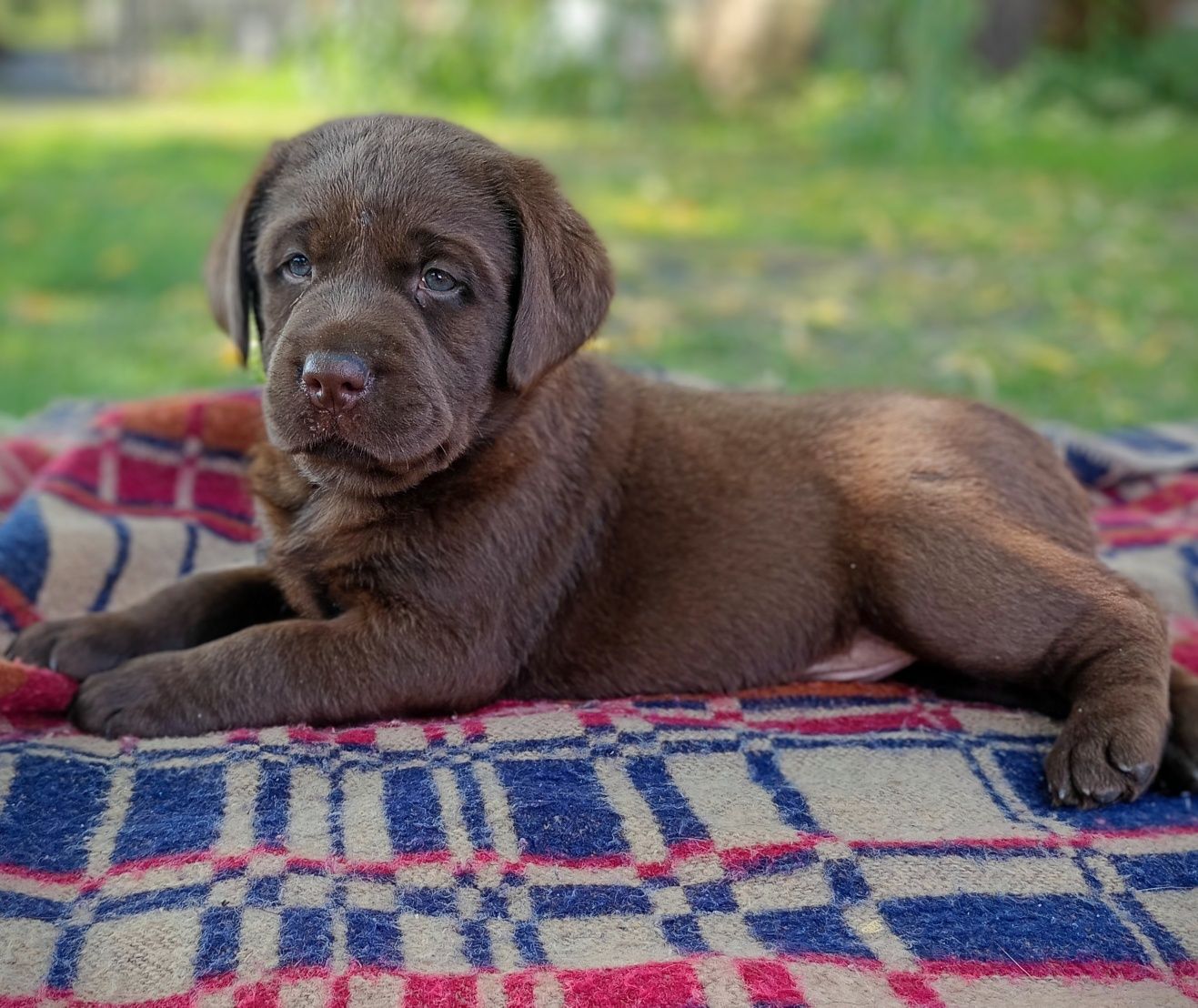 Labrador Retriever szczeniak