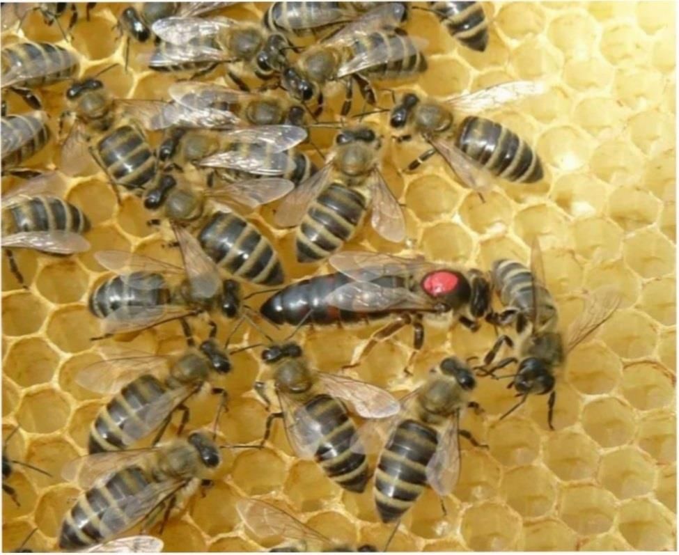 Пчеломатки Карніка Peschetz line VT 1-1 бджоломатки,матка