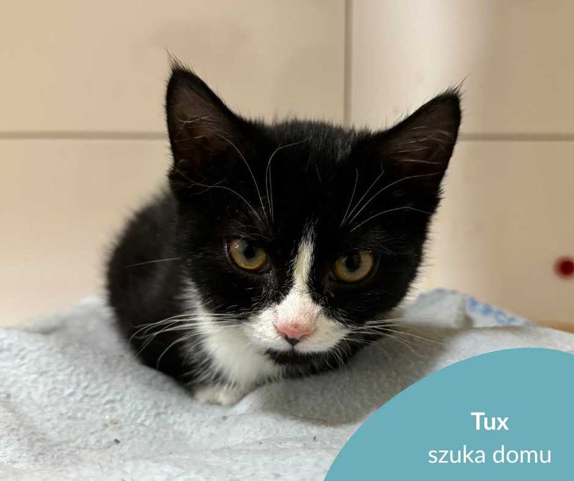 Uroczy kot Tux szuka rodziny!