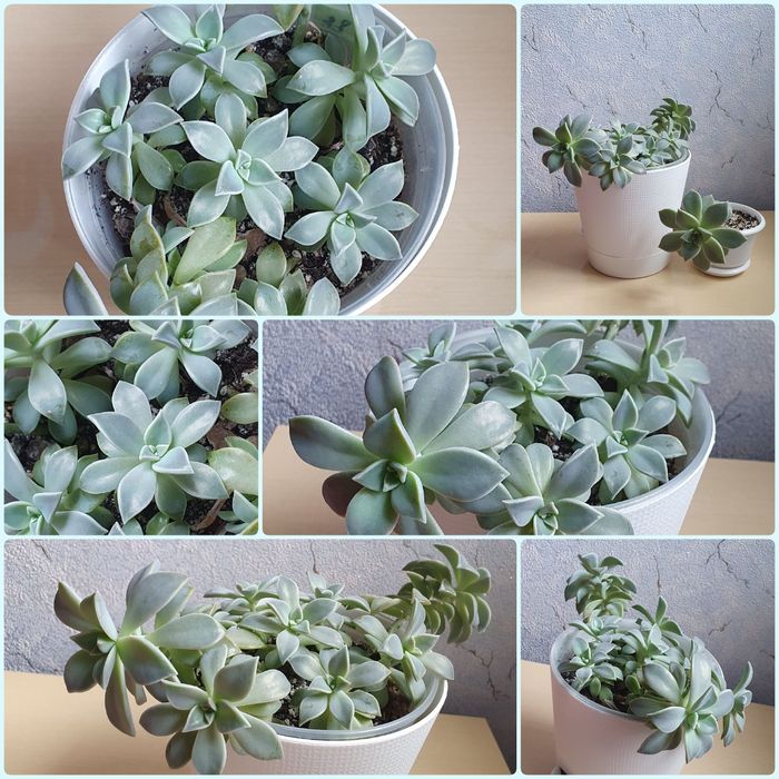 Граптопеталум парагвайський, кам'яна троянда (сукулент)