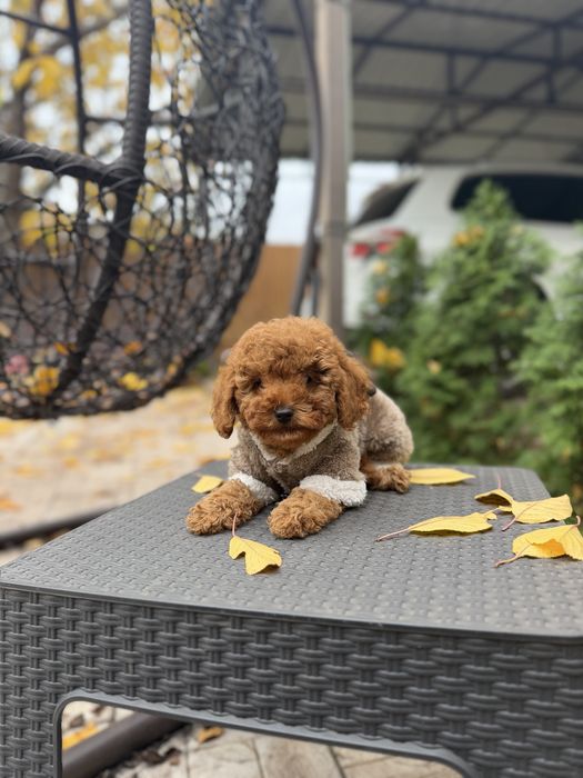 Мальтіпу дівчинки мальтипу