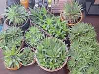 Aloes ościsty różne rodzaje małe i duże