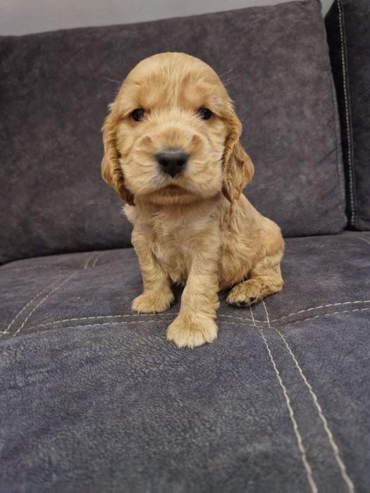 Piesek cocker spaniel angielski