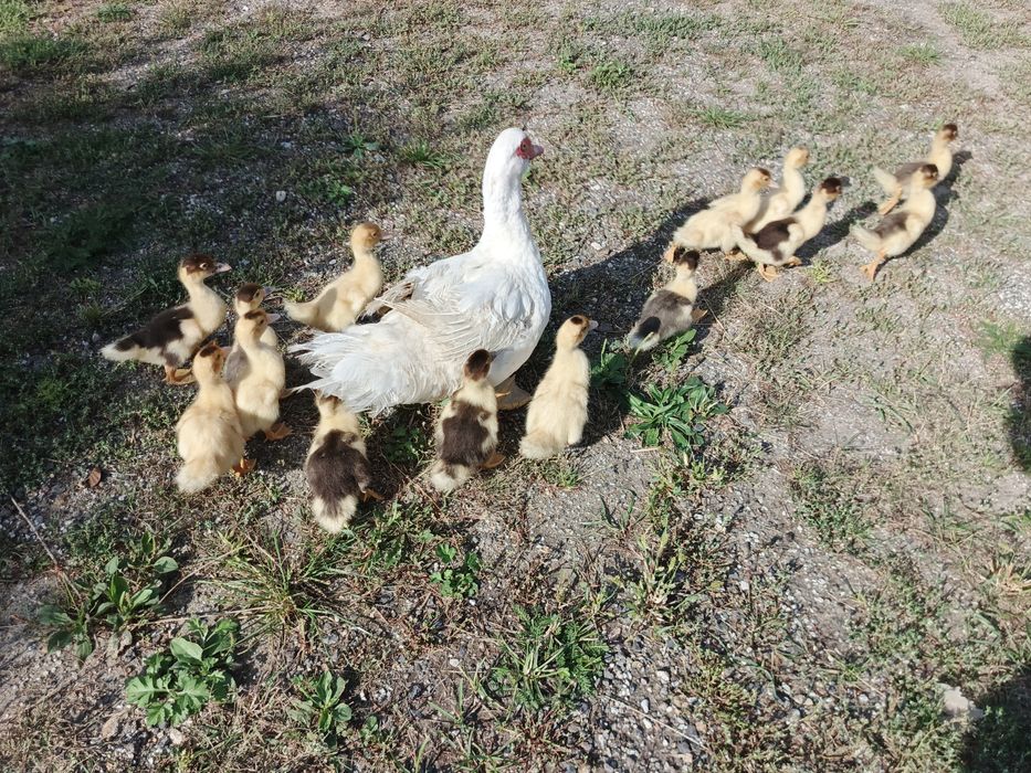 Kaczki francuskie i tuszki