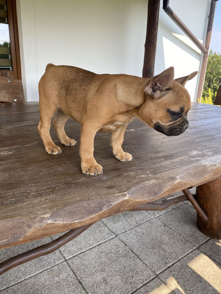Buldog francuski
