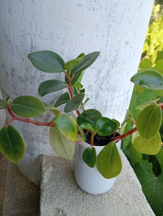 Пеперомія клузієлистна