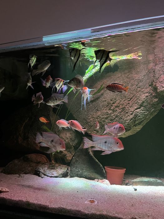 Akwarium 1100l tło strukturalne filtr ryby