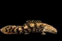 Ornate Bichir (Polypterus ornatipinnis)