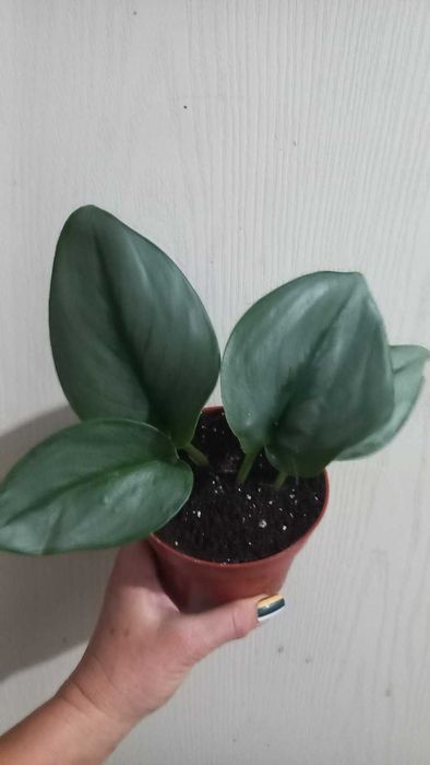 Епіпремнуми,  Драцена запашна Кімнатні квіти