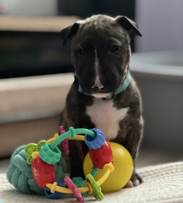 Bulterier Miniaturowy ZKwP FCI - samiec