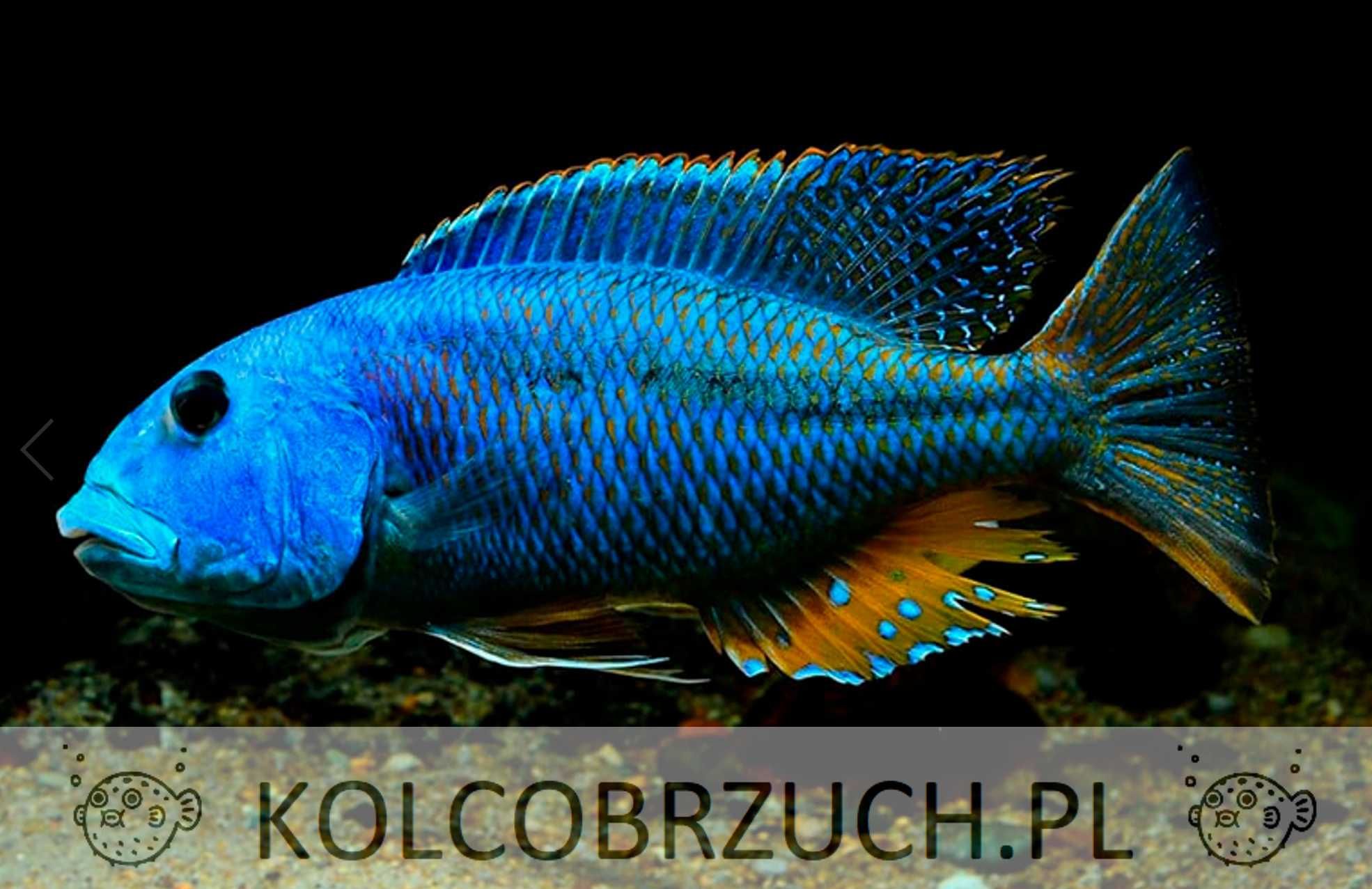 Aristochromis christyi - Pyszczak - Pyszczaki - dowozimy, wysyłamy