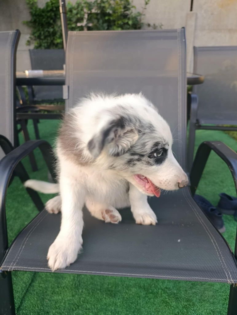 Border Collie piesek