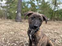 Suczka szczeniak do adopcji