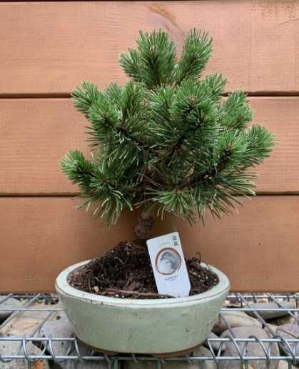 Японська сосна Bonsai Pinus