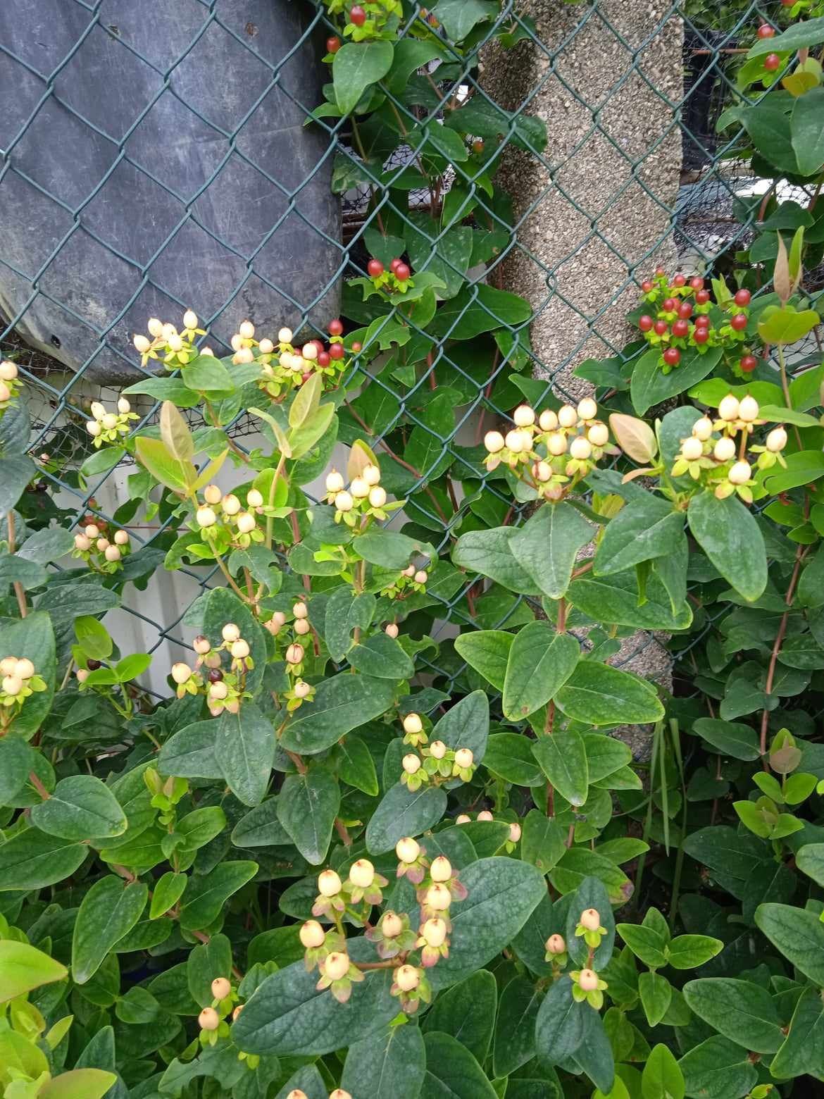 Vendo  flores para fazer arranjos três cores