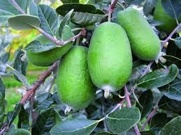 Plantas de Feijoa