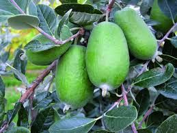 Plantas de Feijoa