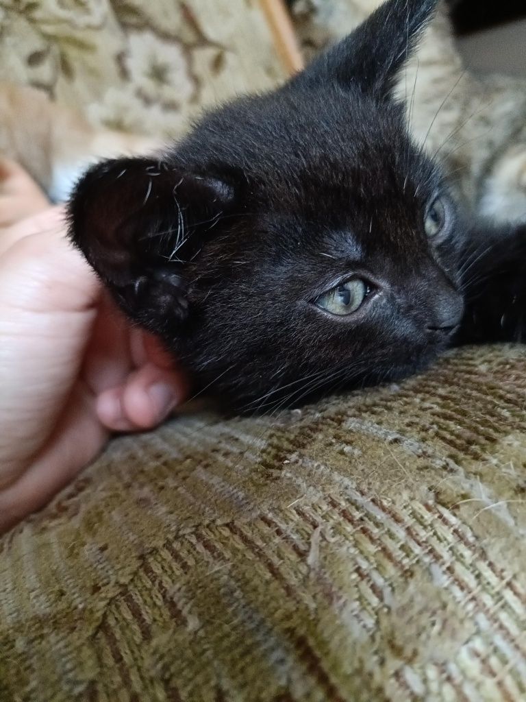 Kotki do adopcji