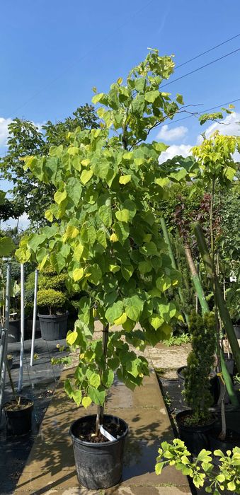 Judaszowiec Rising Sun