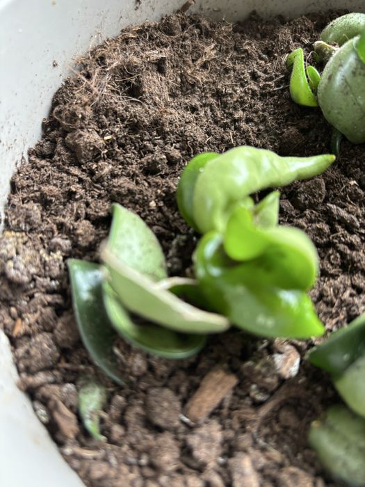 Hoya hoja carnosa compacta