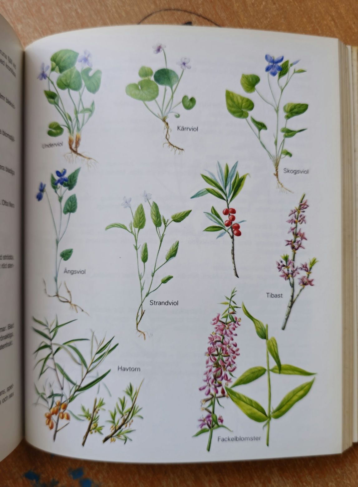 Książka Album Encyklopedia Atlas Flora Szwecji