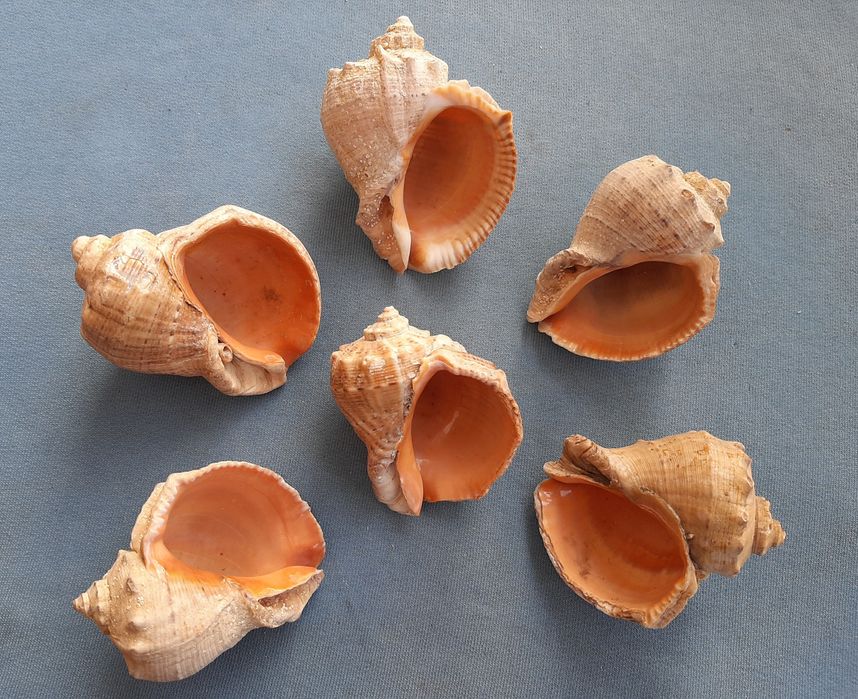 Ракушки рапаны черноморские.