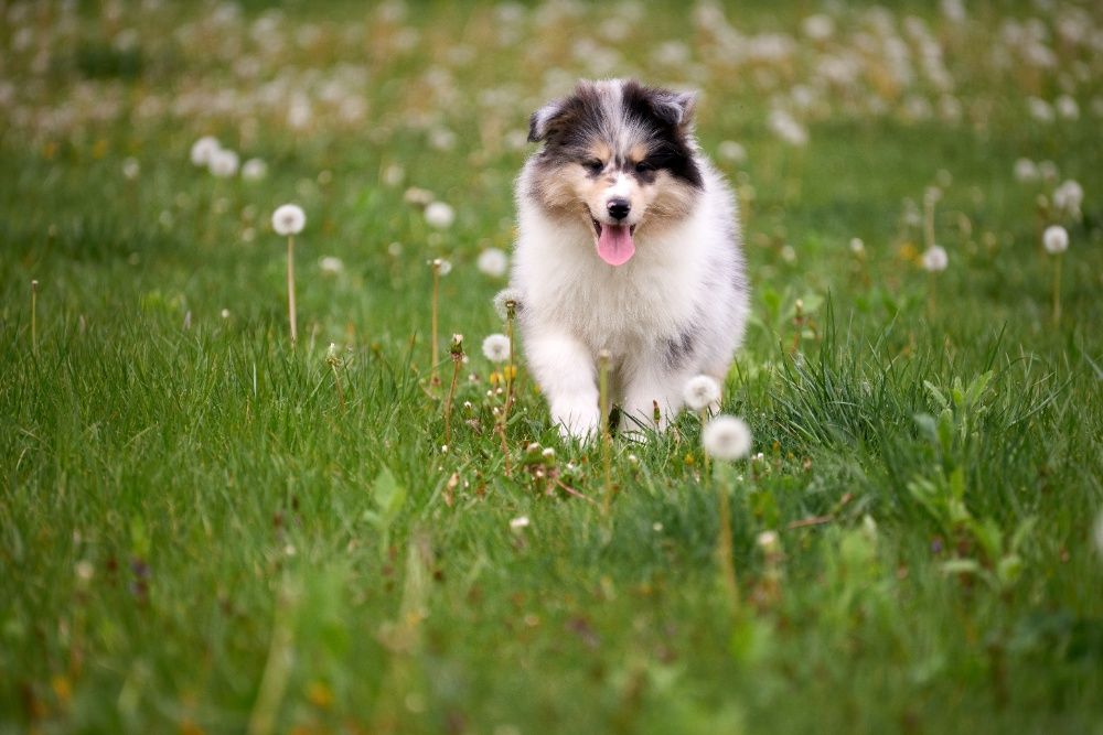 Щенок колли, окраса *Blue Merle*, из питомника "Old Golden Gates"