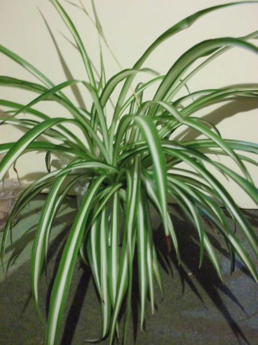 Продам  хлорофитум.