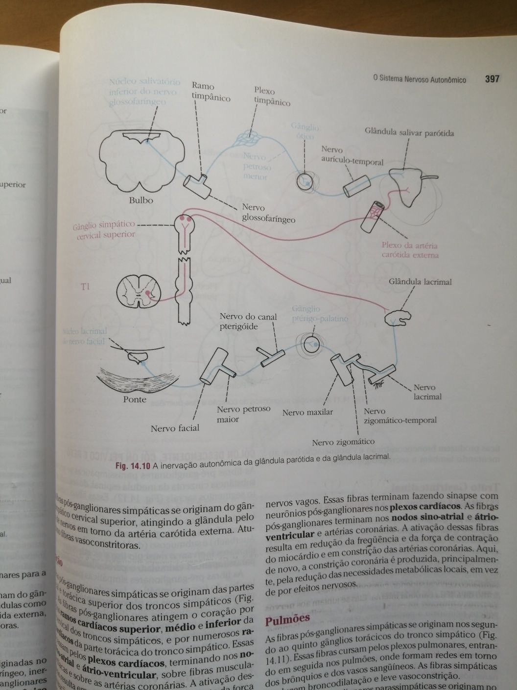 Neuroanatomia Clínica, Richard S. Snell para estudantes de medicina