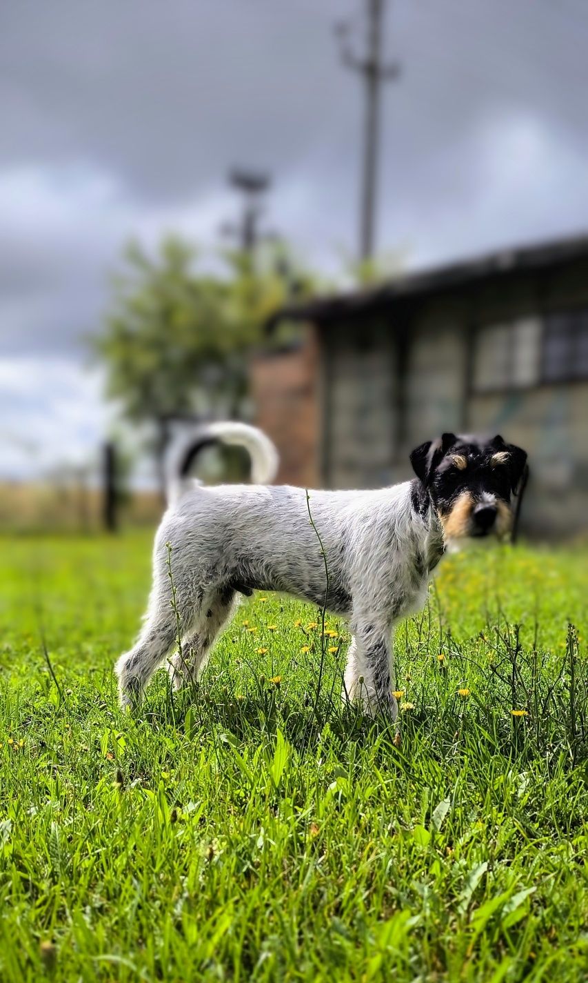 Parson Russell Terrier