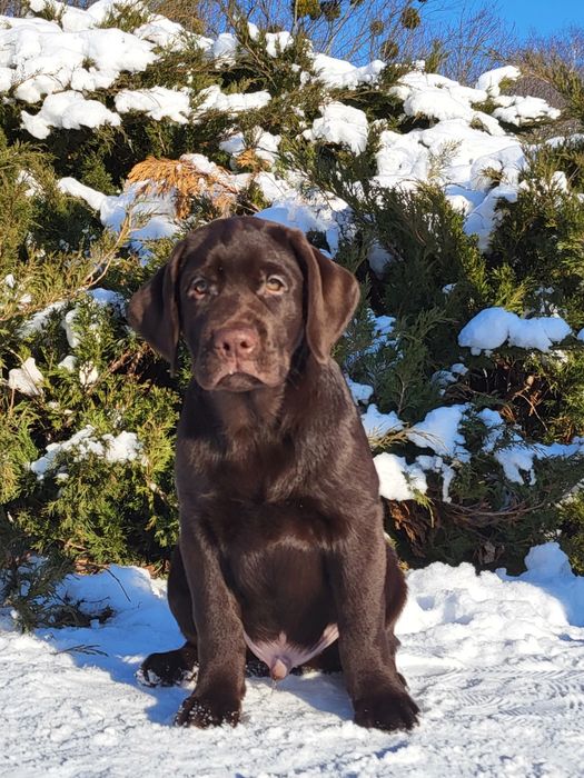 Хлопчик лабрадора ретривера!