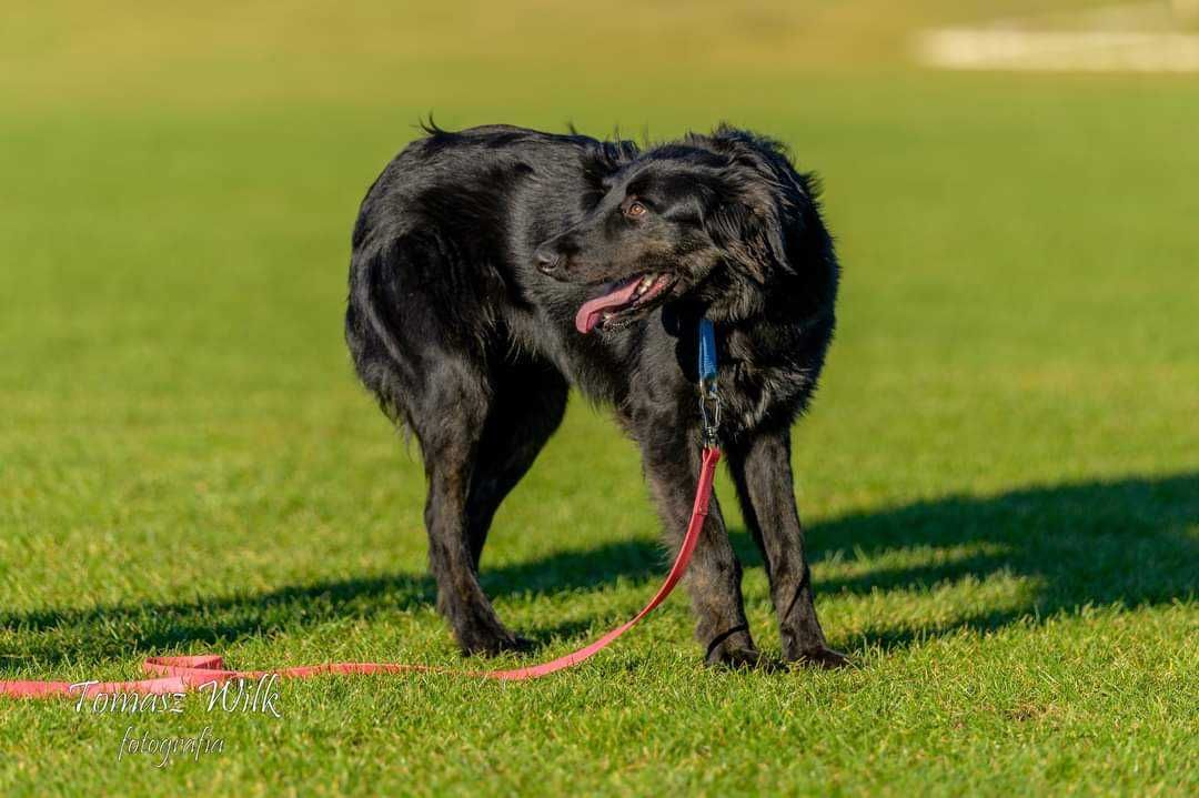 PILNA adopcja rocznego psa