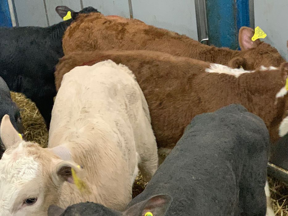 Sprzedam cielaki mięsne Zduny