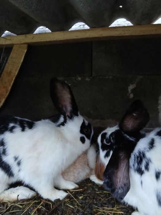 Кролі різного віку