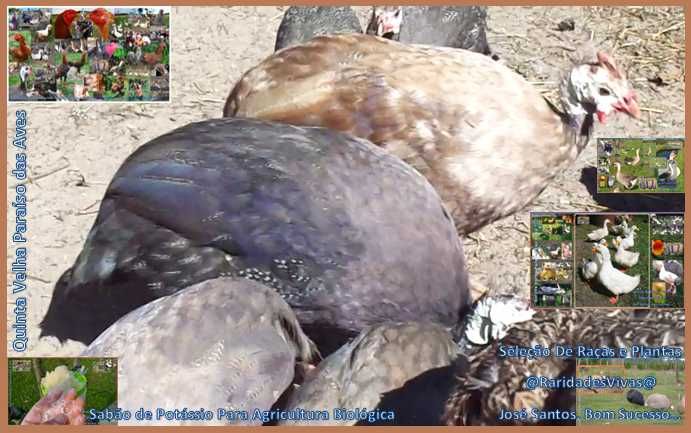 Galinhas D'Angola Gigantes Coloridas 70 cm unha ao bico.