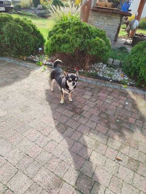 Śliczny Cudowny Piesek Chihuahua z PRAWEM HODOWLANYM