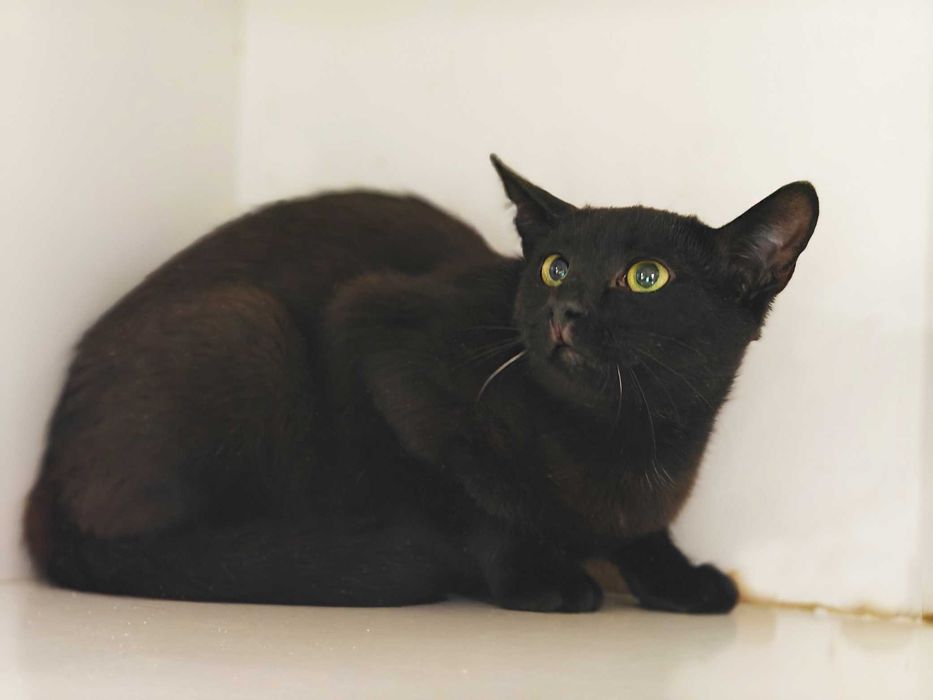 Попелюшка — сором’язлива і трепетна милашка (1 рік, кішка)