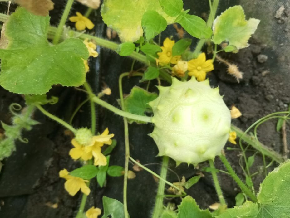 Насіння ківано, ківано рунд, Африканський огірок або Рогата диня.