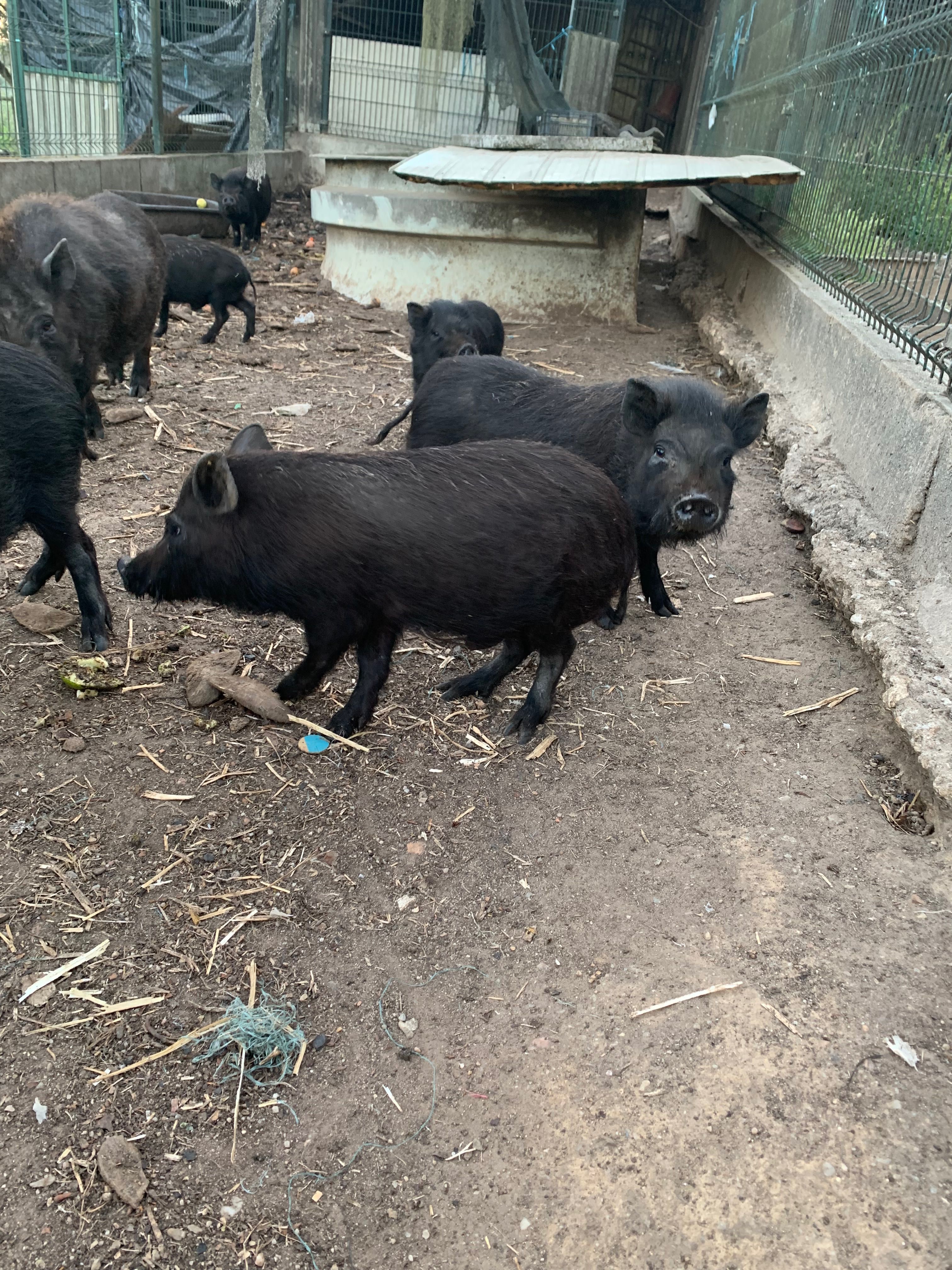 Animais de quinta