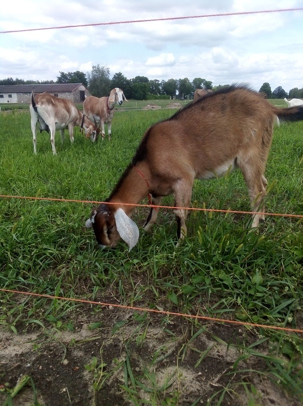 Koziołek mix anglonubijski