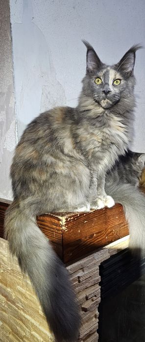 Голубокремка девочка мейн кун