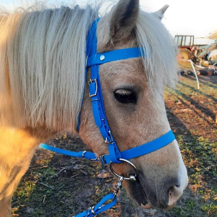 Ogłowie z wodzami pony