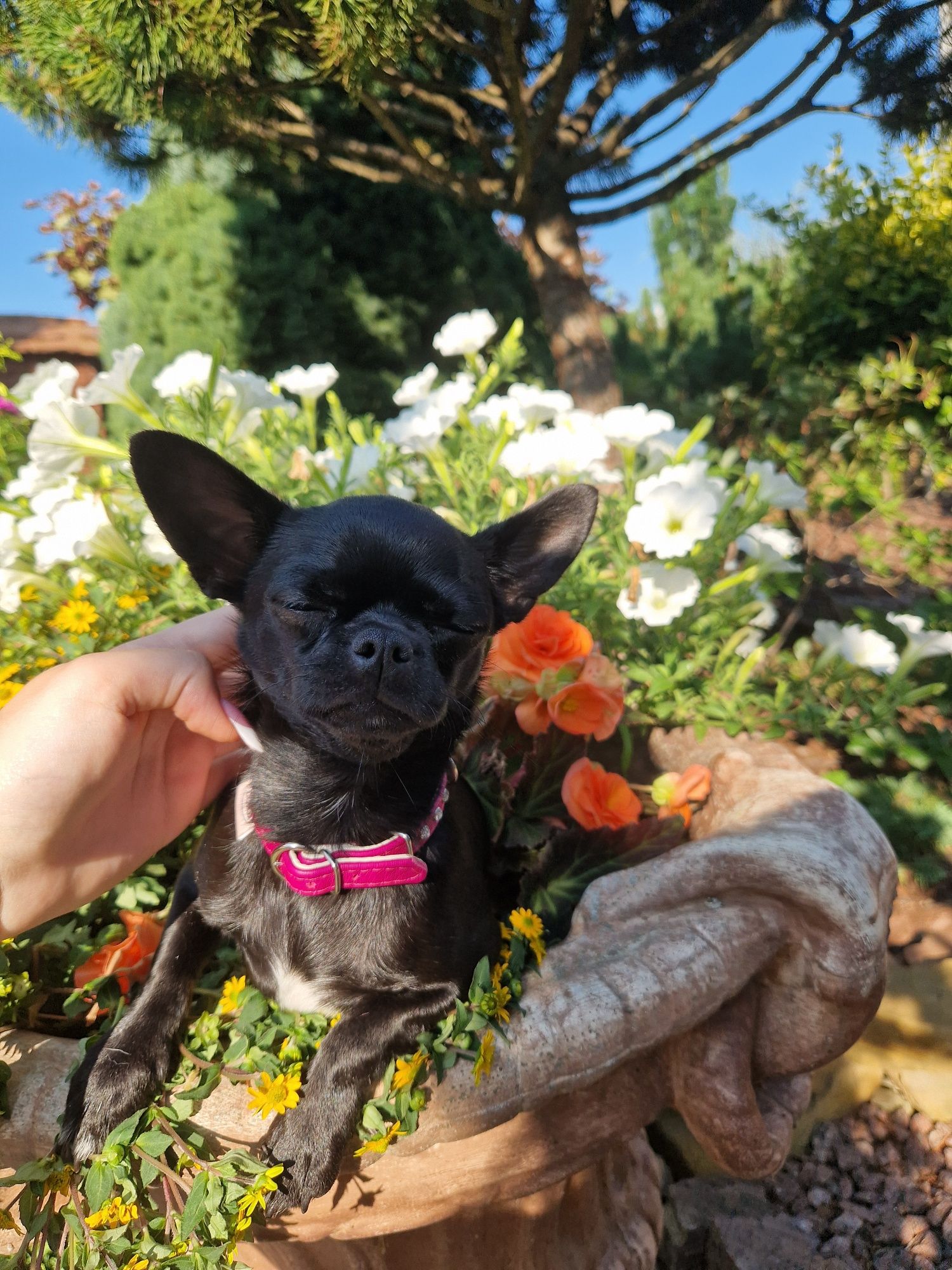 Chihuahua suczka czarna krótkowłosa Fci