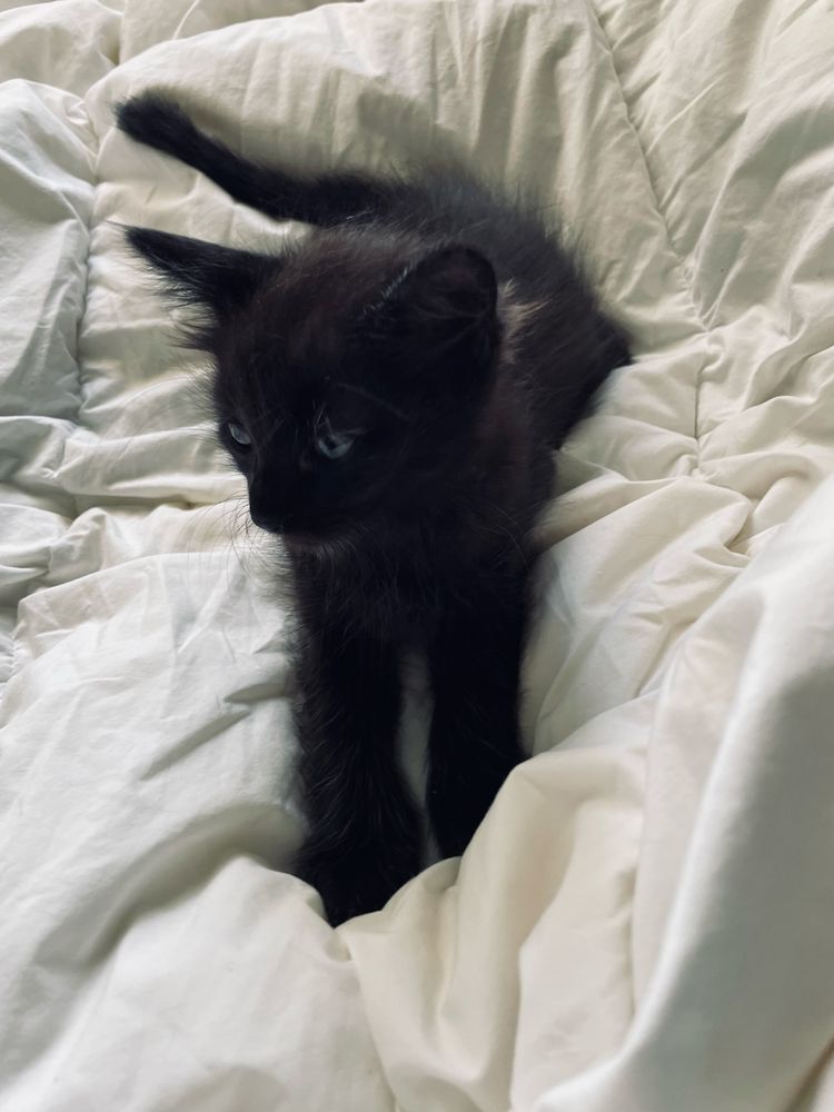 Gata preta com 2 meses