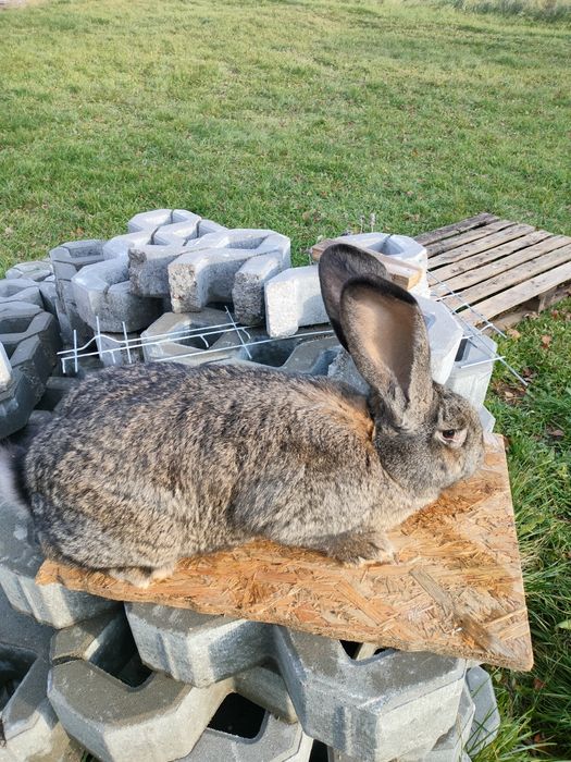 Samica Olbrzym belgijski